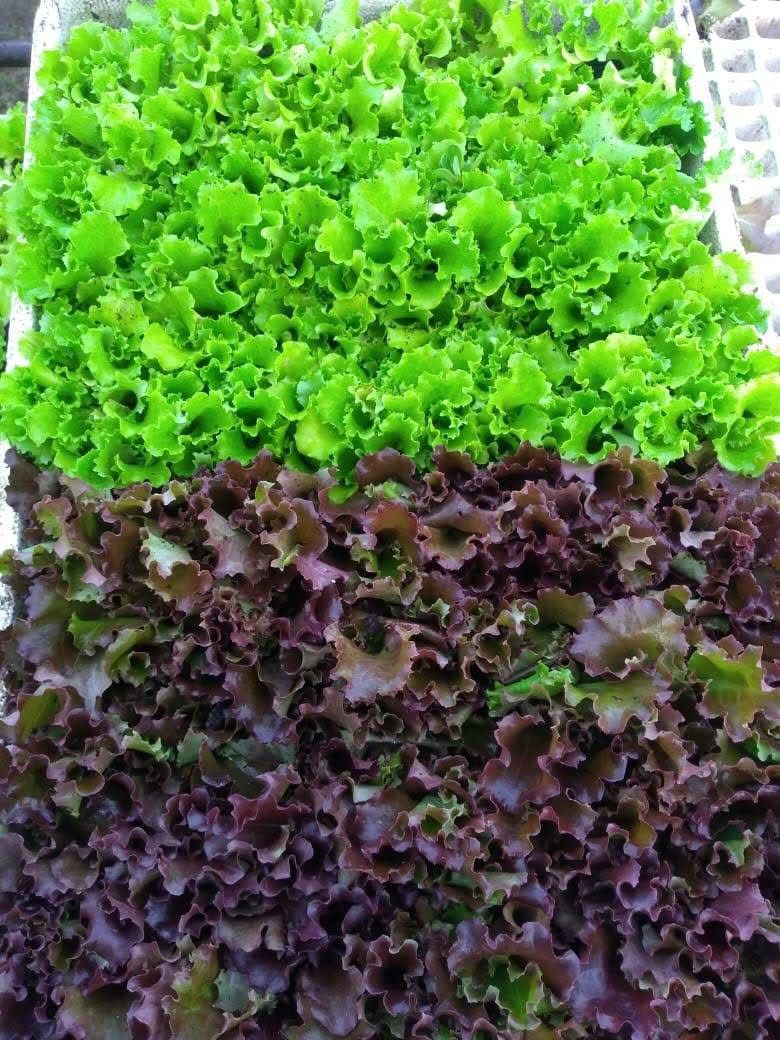 Proyecto de germinación en invernadero